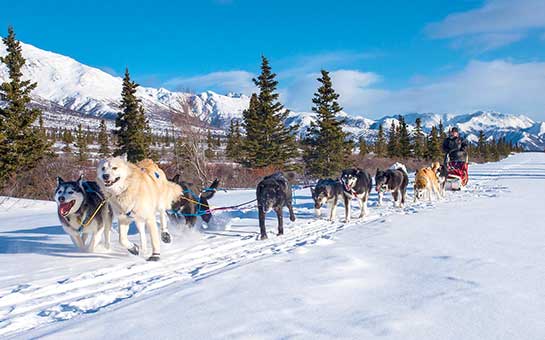 Seguro de viaje para trineo de perros